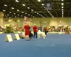 Group 4 placement Eukanuba 2013 - Click for Larger View